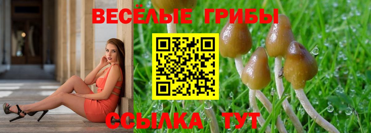 Псилоцибиновые грибы прущие грибы  цена   Заводоуковск  Вход с VPN 